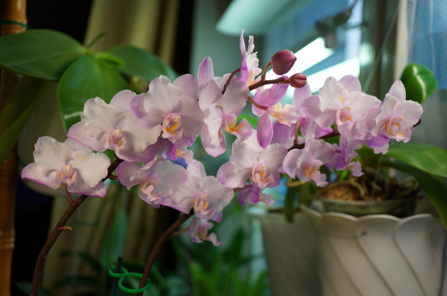 Виды и сорта орхидей Фаленопсис