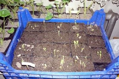Выращивание георгинов: уход в открытом грунте, размножение и посадка