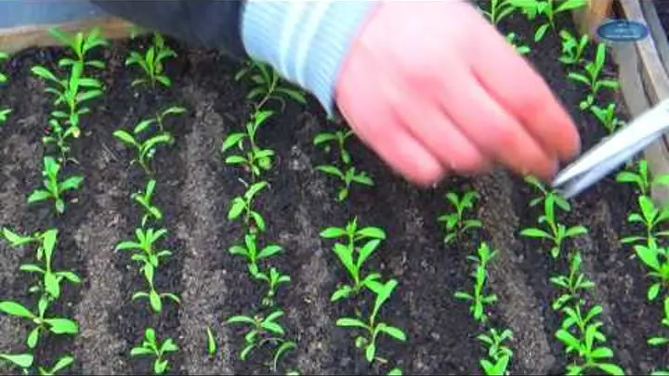 Выращивание гвоздики турецкой: когда сажать семена, уход, фото