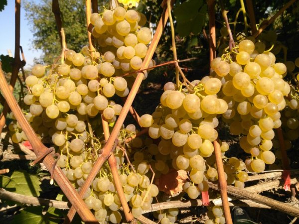 Выращивание винограда на Урале