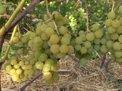 Выращивание винограда на Урале