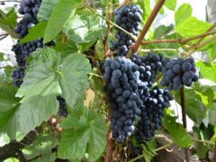 Выращивание винограда в Сибири