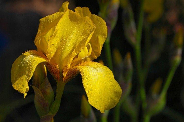 Желтые цветы - названия, фото и описания (каталог)