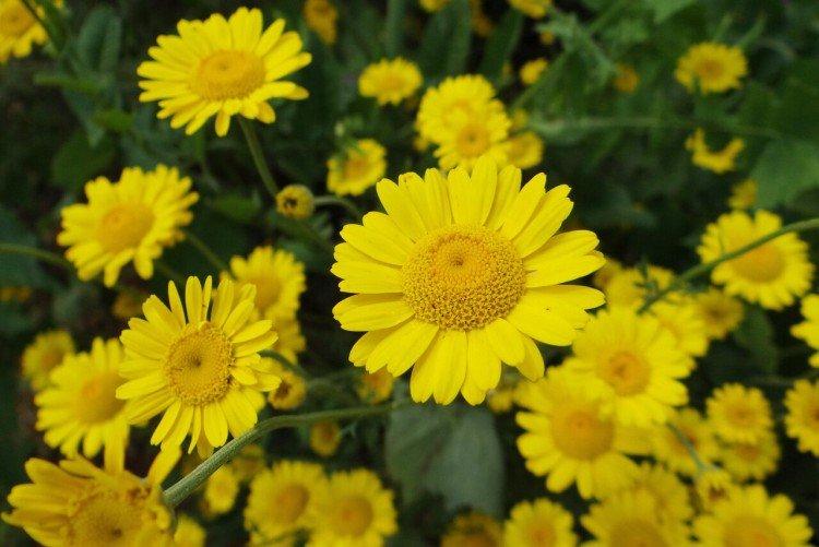Желтые цветы - названия, фото и описания (каталог)