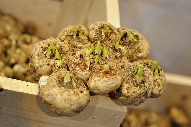 10 правил выращивания калл в открытом грунте и дома