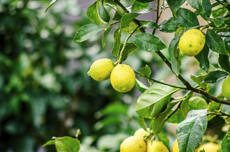 2 основных способа выращивания лимона дома