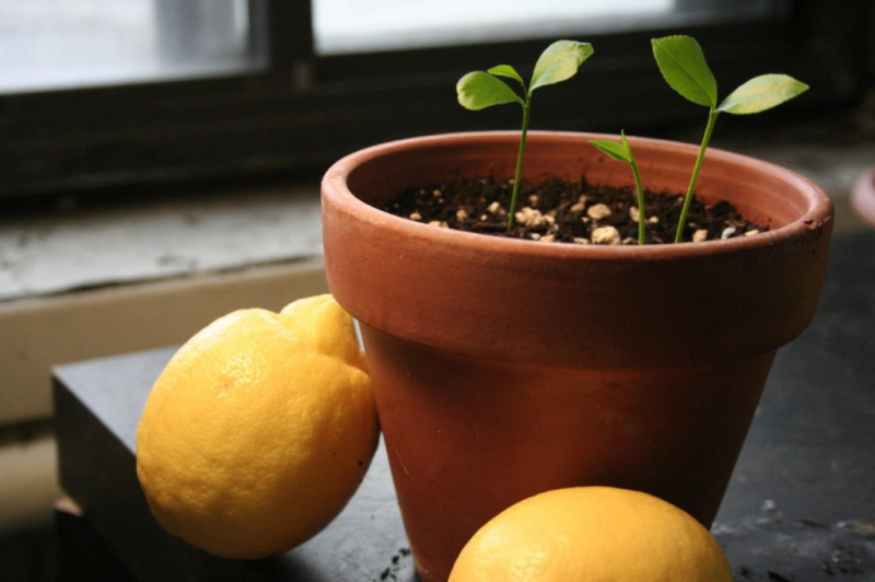 2 основных способа выращивания лимона дома