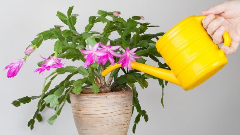7 основных правил ухода за цветком декабристом