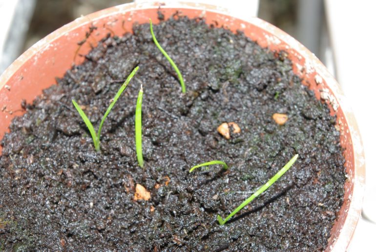 7 правил выращивания агапантуса дома