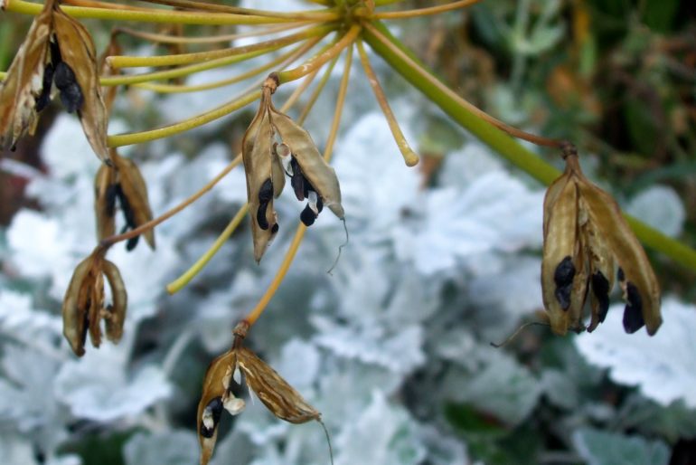 7 правил выращивания агапантуса дома