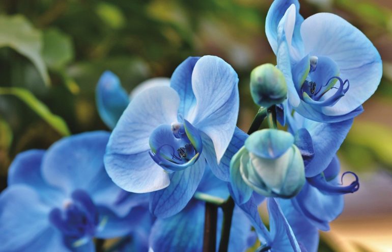 7 важных правил ухода за орхидеями в домашних условиях