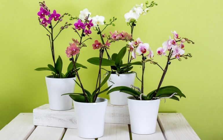 7 важных правил ухода за орхидеями в домашних условиях