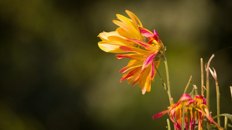 8 правил ухода за садовой хризантемой в открытом грунте