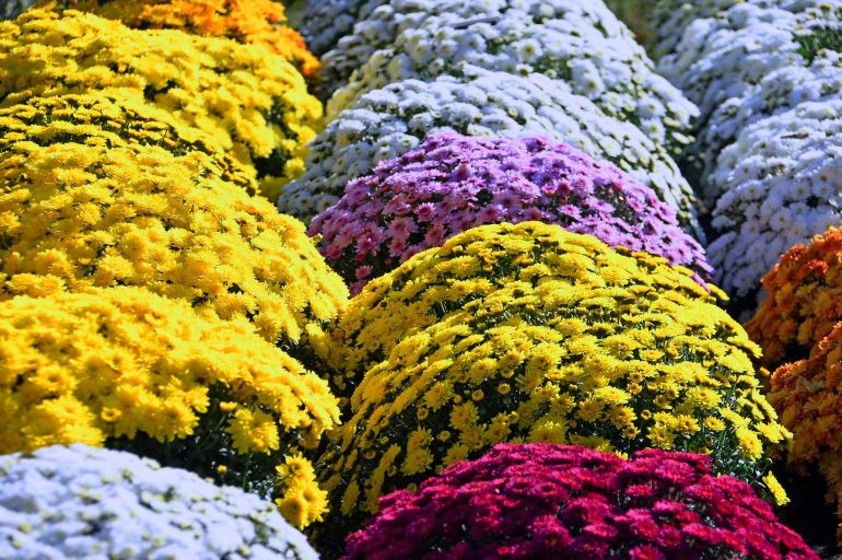 8 правил ухода за садовой хризантемой в открытом грунте