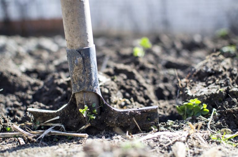 8 основных правил ухода за садовой ежевикой
