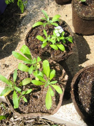 Алиссум ампельный: выращивание из семян
