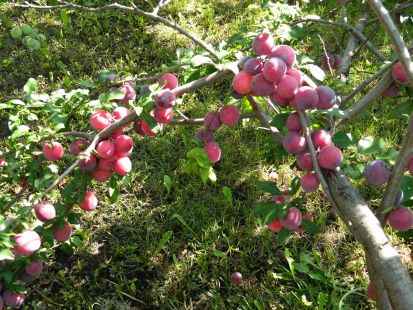 Кубанская сливово-вишневая коршун. Описание сорта, фото, отзывы