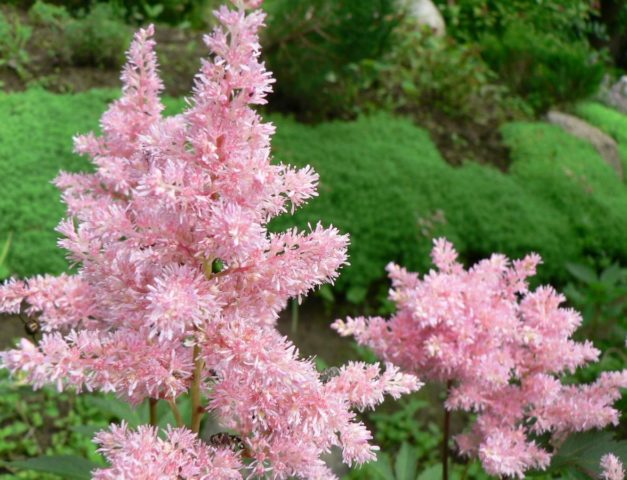 Астильба Персиковый цвет: фото и описание