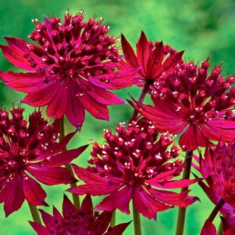 Астранция крупная (Asrantia major): фото цветов на клумбе, описание