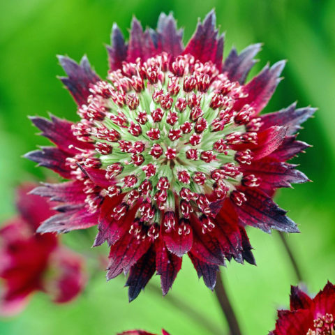 Астранция крупная (Asrantia major): фото цветов на клумбе, описание