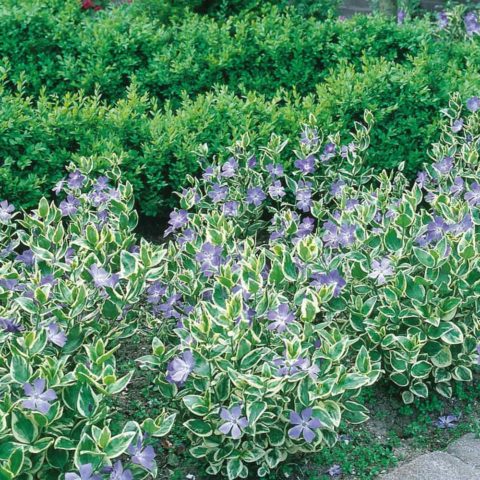 Барвинок большой Варьегата (Variegata): ботаническое описание сорта, выращивание