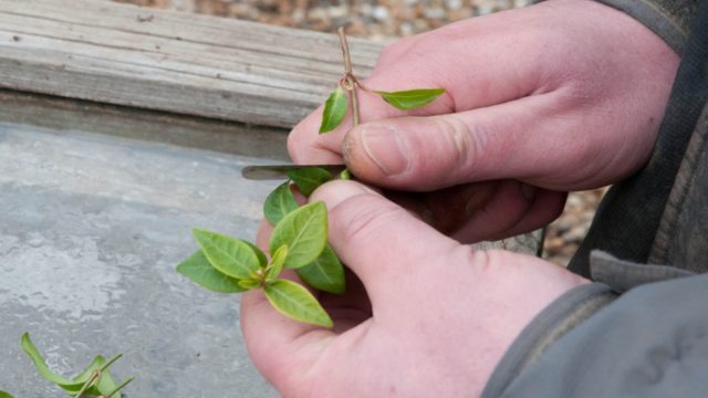 Барвинок большой Варьегата (Variegata): ботаническое описание сорта, выращивание