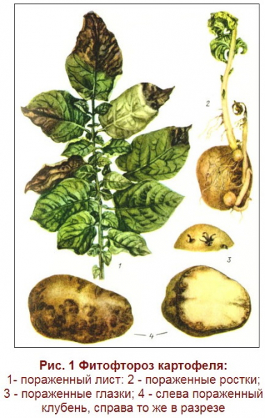 Сорт картофеля Бельмондо. Отзывы, описание сорта, фото, характеристики