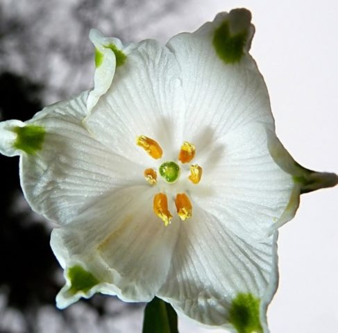 Весенний белоцветник: фото и описание