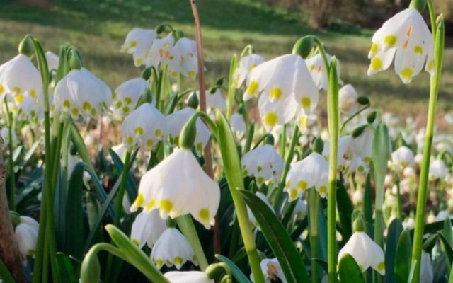 Весенний белоцветник: фото и описание