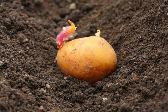 Благоприятные дни для посадки картофеля в 2022 году