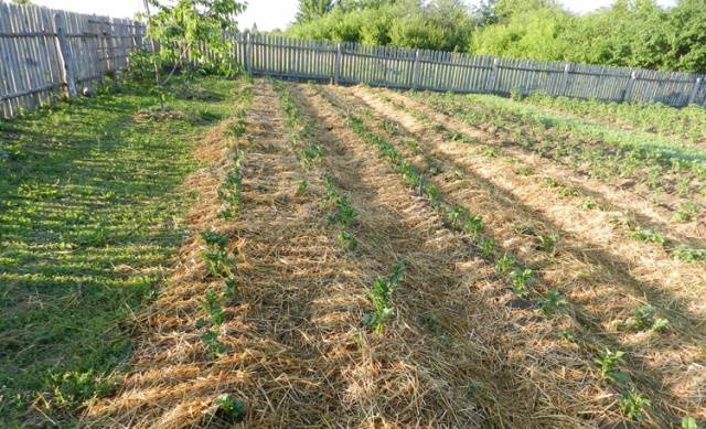 Благоприятные дни в апреле для посадки картофеля