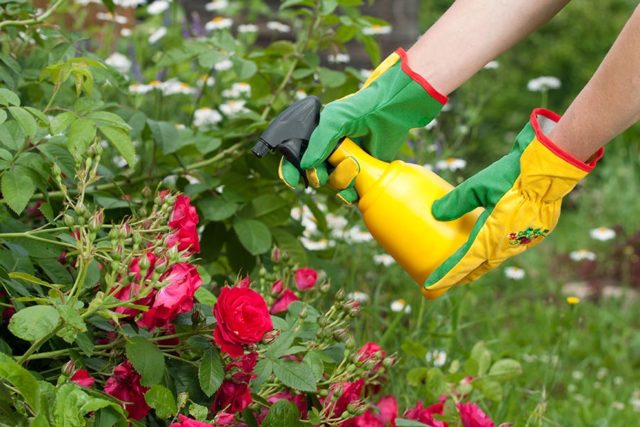 борная кислота в саду: рецепты подкормки, обработки растений и цветов
