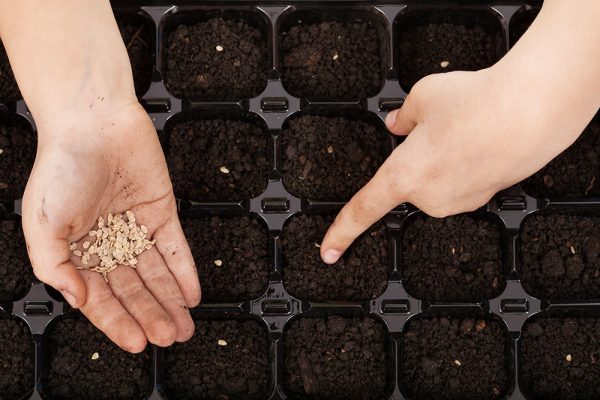 Бругмансия: выращивание из семян, фото и видео