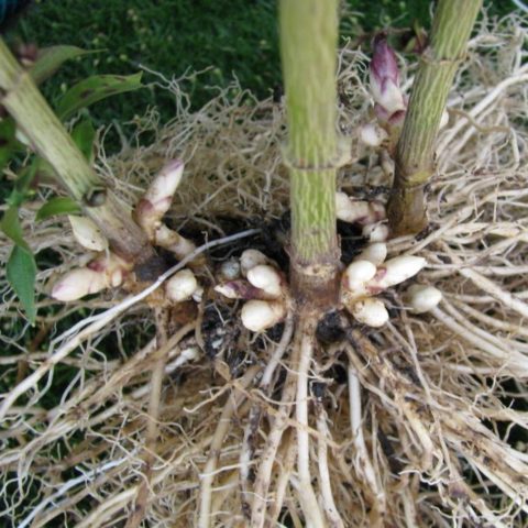 Бузульник зубчатый (лигулярия зубчатая): фото и описание, выращивание из семян