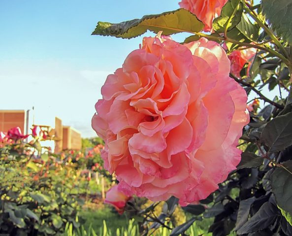Чайно-гибридная роза Августа Луиза (Augustina Louise): фото и описание, отзывы
