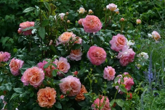 Чайно-гибридная роза Августа Луиза (Augustina Louise): фото и описание, отзывы