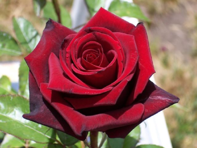 Чайно-гибридная роза Блэк Мэджик (Black Magic): фото и описание, отзывы