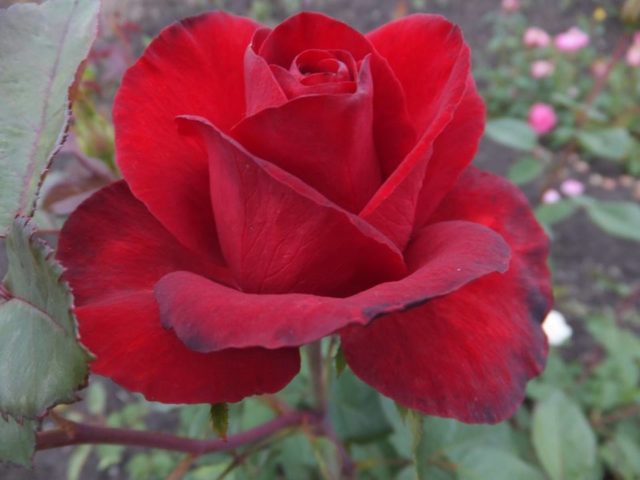 Чайно-гибридная роза Гранд Гала (Grand Gala): фото и описание, отзывы