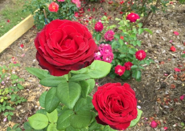 Чайно-гибридная роза Гранд Гала (Grand Gala): фото и описание, отзывы