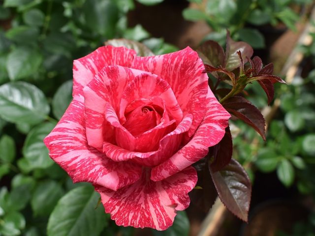 Чайно-гибридная роза Пинк Интуишн (Pink Intuition): фото, отзывы