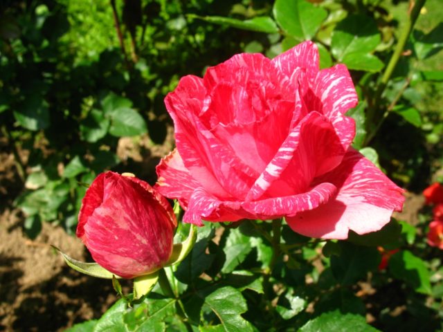 Чайно-гибридная роза Пинк Интуишн (Pink Intuition): фото, отзывы