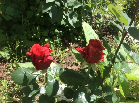 Чайно-гибридная роза Ред Наоми (Red Naomi): фото и описание, отзывы