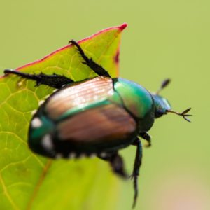 Что любят есть майские жуки?