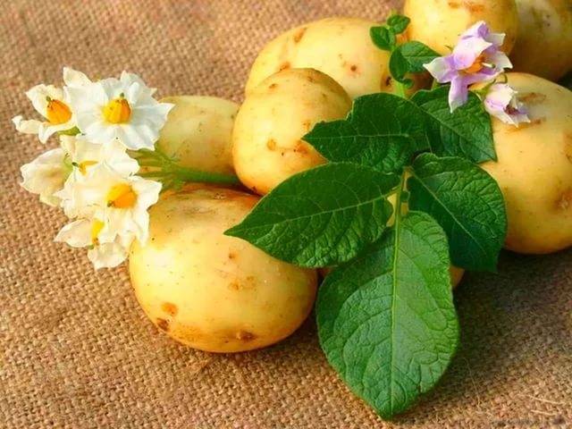 Чем обработать картофель перед посадкой