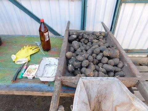 Чем обработать картофель перед посадкой
