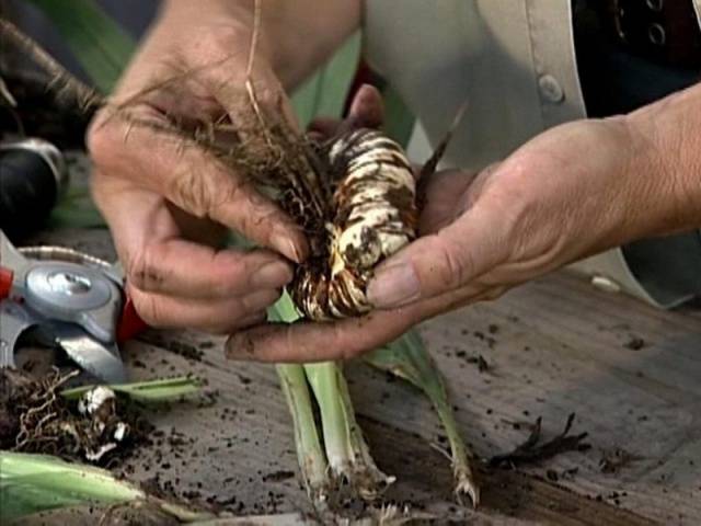 Чем обработать луковицы гладиолусов перед посадкой