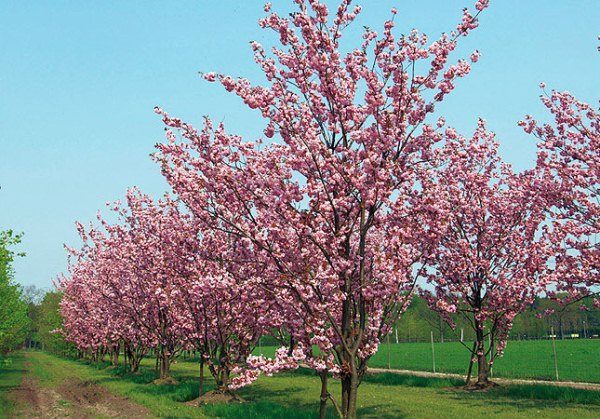 Птица вишневая виргинская: фото и описание