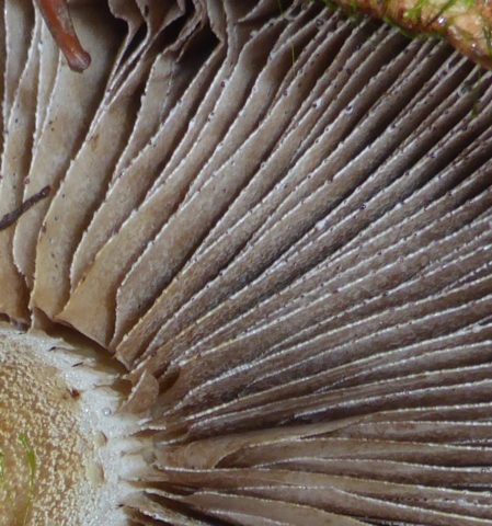 Чешуйчатая белоголовая (Stropharia белоголовая): фото и описание