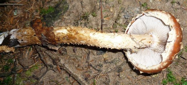 Чешуйчатая белоголовая (Stropharia белоголовая): фото и описание
