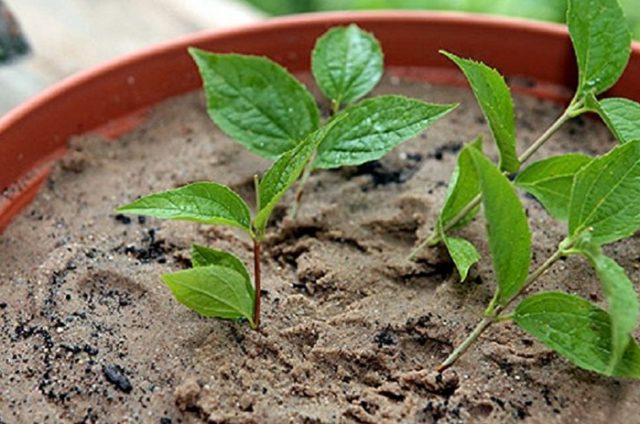 Чубушник (жасмин садовый) – размножение черенками весной, летом, осенью, семенами